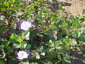 CAPPERI PANTELLERIA